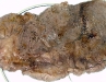 grilledsteak